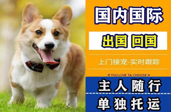泉州市宠物托运公司泉州市宠物托运公司泉州市宠物托运公司
