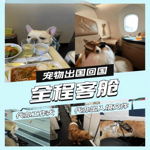 泉州市宠物托运到白俄罗斯宠物入境规定和要求